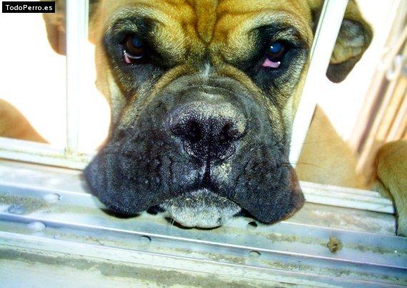 La foto del perro Matilda Foto del perro Matilda