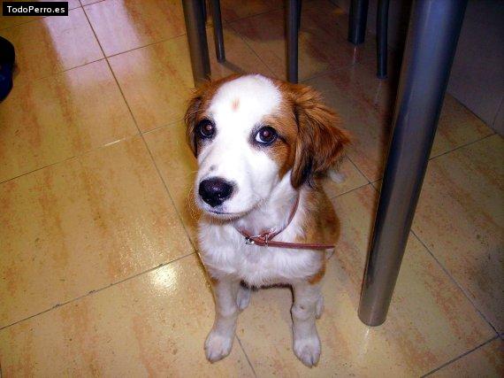 La foto del perro Willy Foto del perro Willy