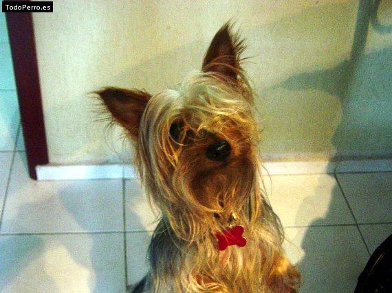 La foto del perro Sam Foto del perro Sam