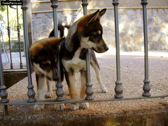 La foto del perro Kaijo Foto del perro Kaijo