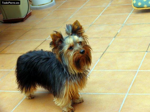 La foto del perro Puskas Foto del perro Puskas