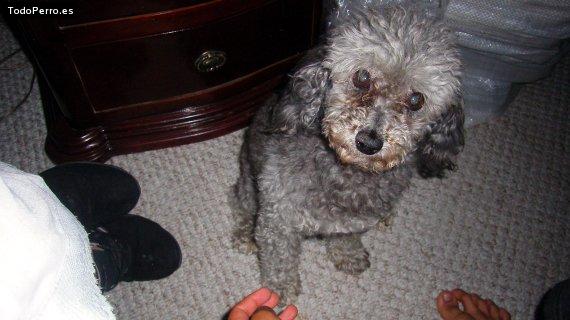 La foto del perro Susi Foto del perro Susi