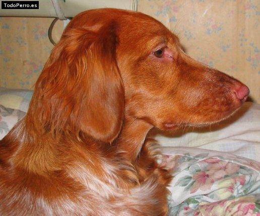 Foto del perro Uma