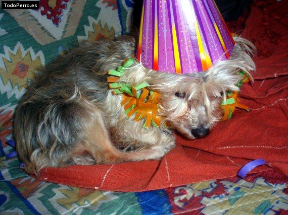 La foto del perro Kitty Foto del perro Kitty