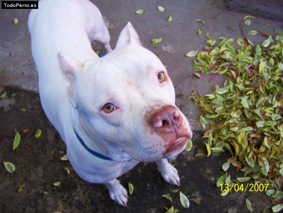 Foto del perro Josemy