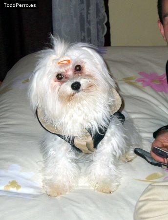 Foto del perro Jara