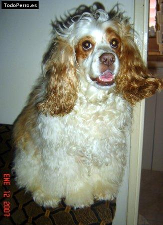 La foto del perro Coqueta Foto del perro Coqueta