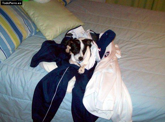 La foto del perro Snoopy Foto del perro Snoopy