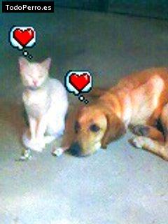 La foto del perro Strusky Foto del perro Strusky