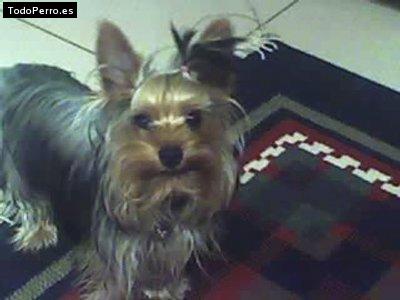 La foto del perro Winnie Foto del perro Winnie