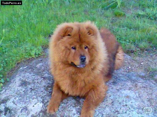 La foto del perro Simba Foto del perro Simba