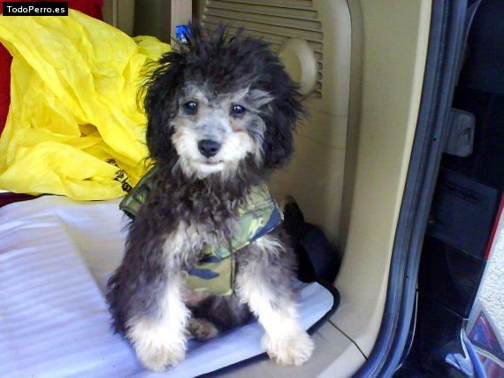 Foto del perro China