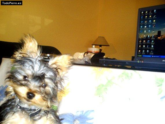 Foto del perro Chaendler