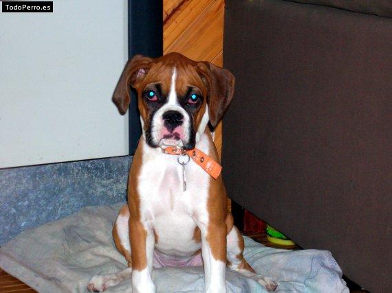 La foto del perro Lara Foto del perro Lara