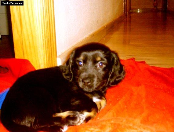 Foto del perro Nuka