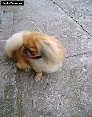 Foto del perro Rey