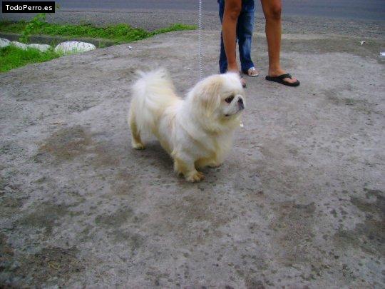Foto del perro Randy
