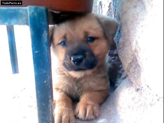 La foto del perro Scott Foto del perro Scott