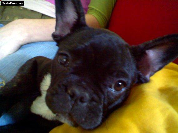 La foto del perro Roxy Foto del perro Roxy