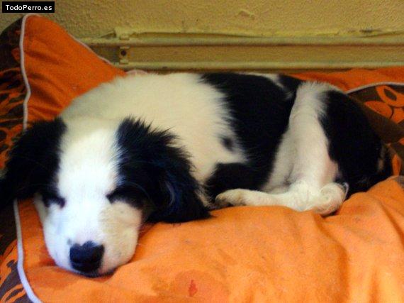 La foto del perro Ichi Foto del perro Ichi