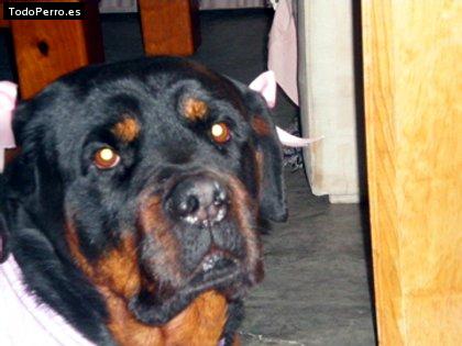 La foto del perro Samantha Foto del perro Samantha