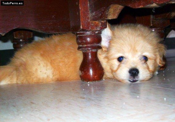 Foto del perro Chaparra