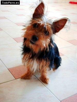 Foto del perro Chispita