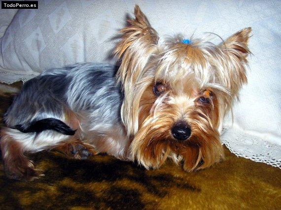 Foto del perro Cleme