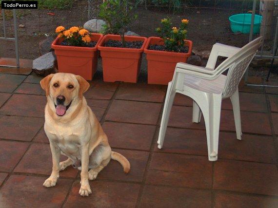 La foto del perro Gogan Foto del perro Gogan