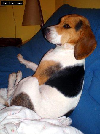 La foto del perro Kuma Foto del perro Kuma