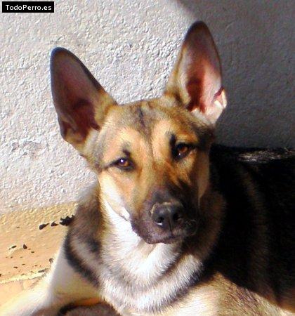 La foto del perro Sassa Foto del perro Sassa