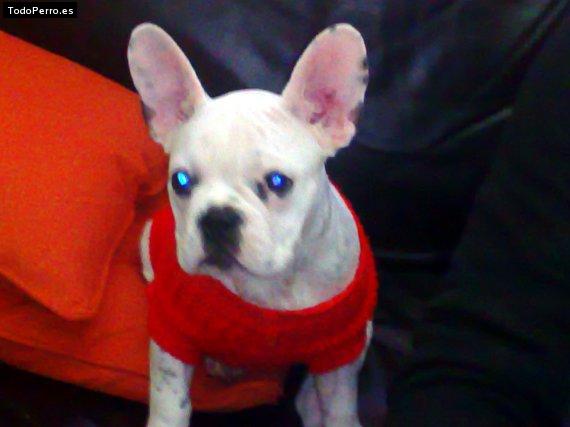 La foto del perro Manchitas Foto del perro Manchitas