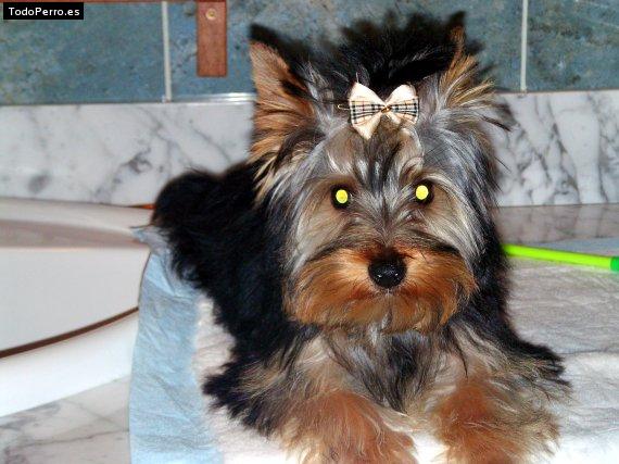 Foto del perro Quicke