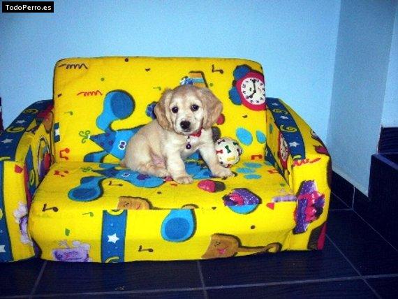 La foto del perro Pukity Foto del perro Pukity