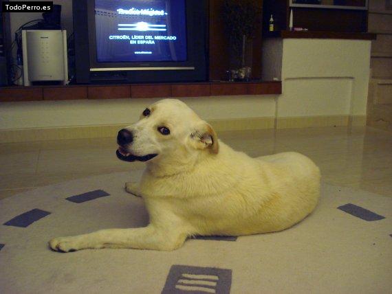 La foto del perro Scotty Foto del perro Scotty