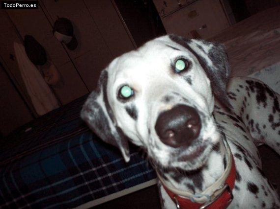 Foto del perro Shira