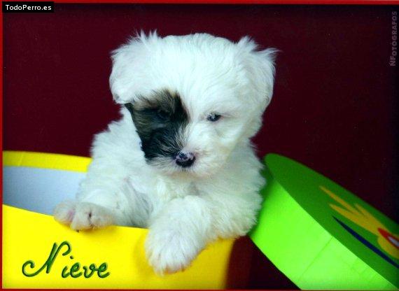 Foto del perro Nieve