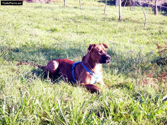 Foto del perro Rocky