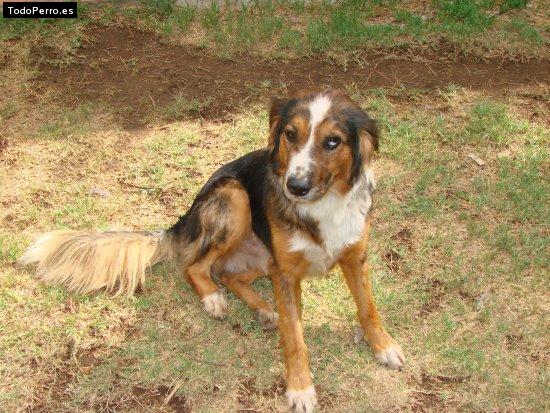 Foto del perro Bethoben