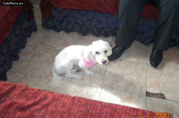 Foto del perro Halina