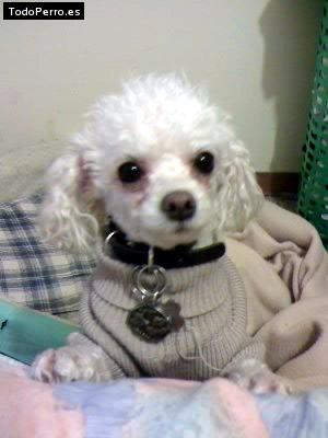 La foto del perro Goliath Foto del perro Goliath