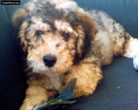 Foto del perro Crispy