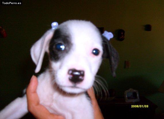 La foto del perro Pekitas Foto del perro Pekitas