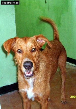 La foto del perro Scooby Foto del perro Scooby