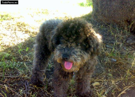 Foto del perro Homero