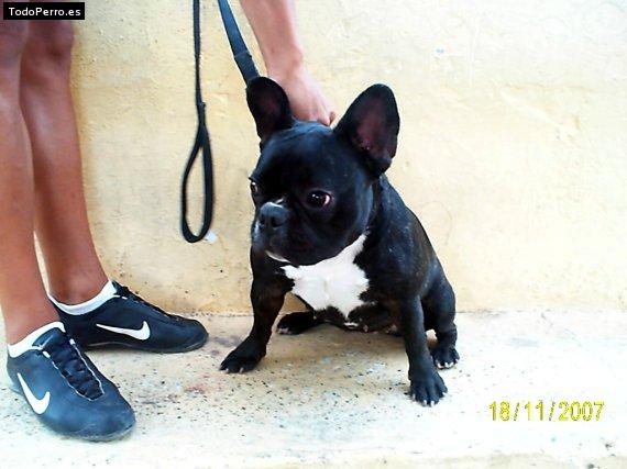 La foto del perro Lamia Foto del perro Lamia