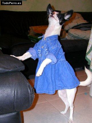 La foto del perro Hannah Foto del perro Hannah