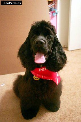 Foto del perro Tommy