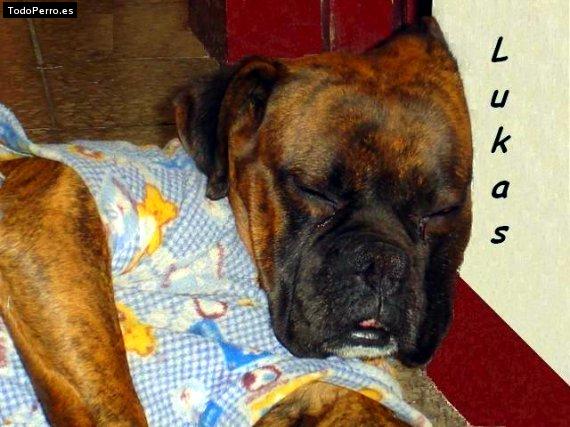 La foto del perro Lukas Foto del perro Lukas