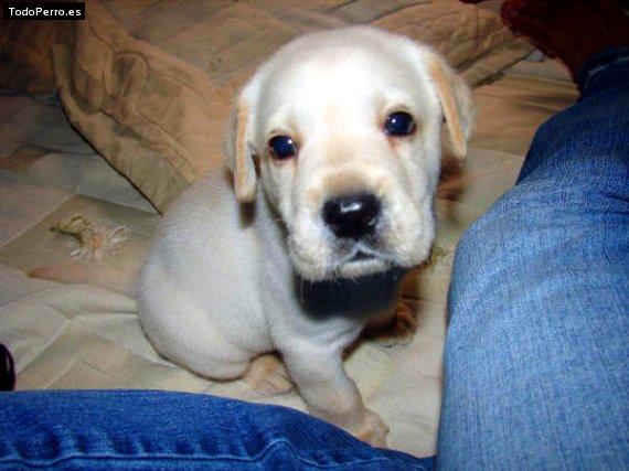 La foto del perro Junior Foto del perro Junior